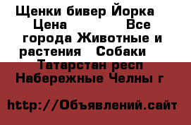 Щенки бивер Йорка  › Цена ­ 30 000 - Все города Животные и растения » Собаки   . Татарстан респ.,Набережные Челны г.